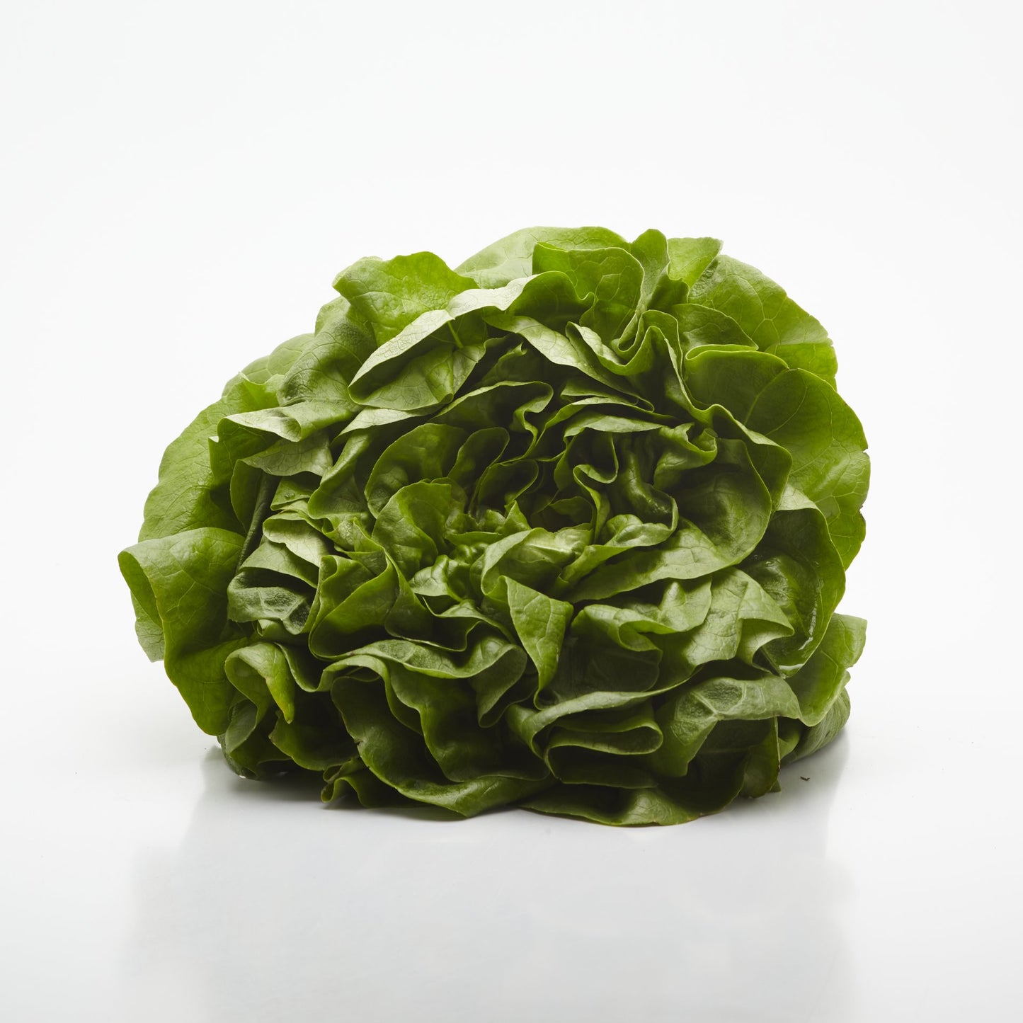 Šalát Hlávkový BIO