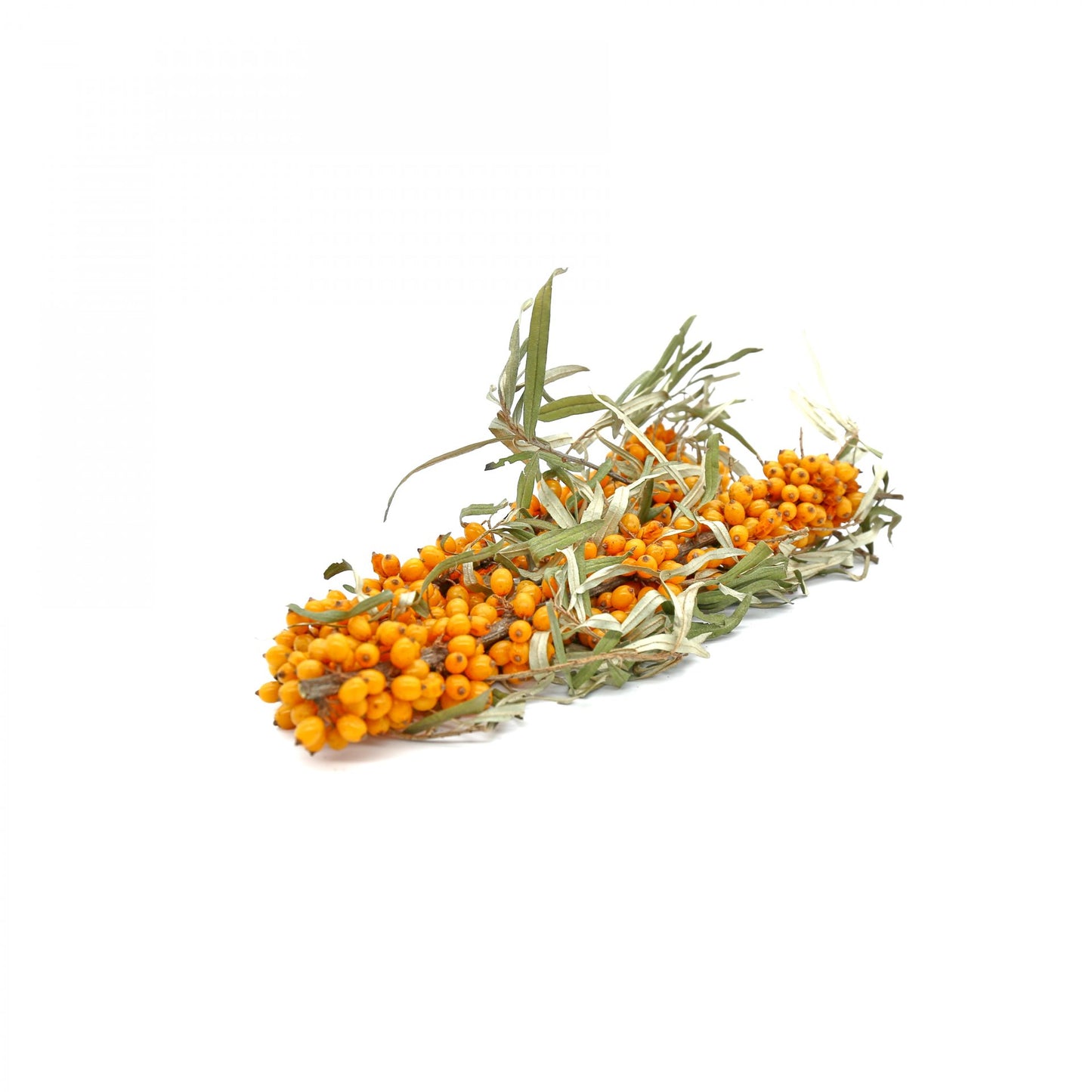 Rakytník Rašetliakový