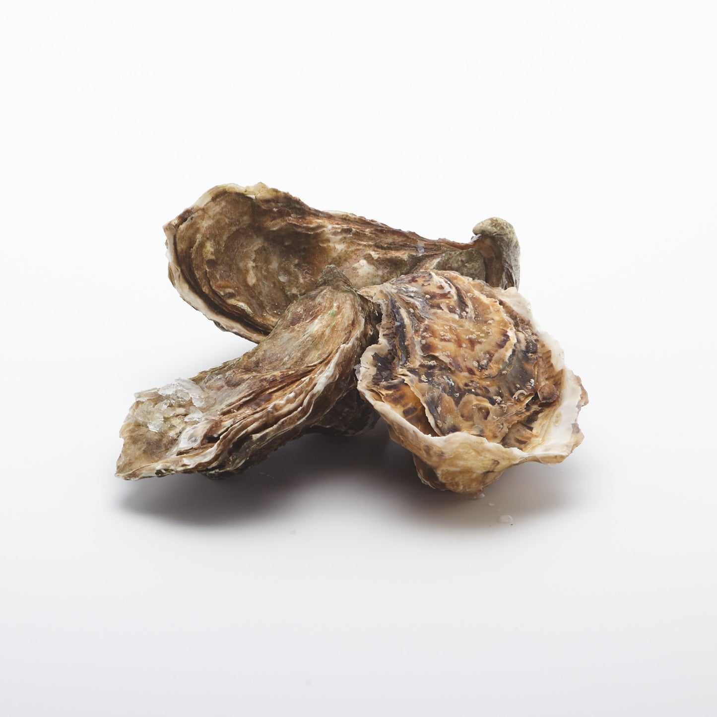 Ustrice "fine de claire" živé